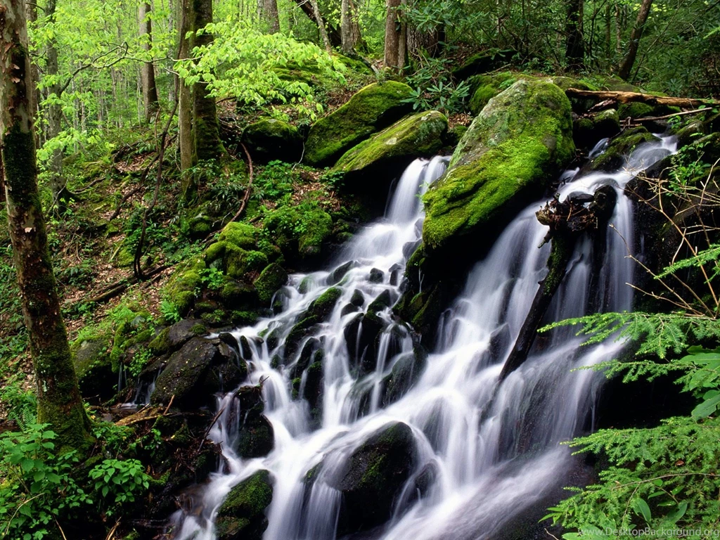 After The Rain, Tremont Area, Great Smoky Mountains National Park, Tennessee.jpg