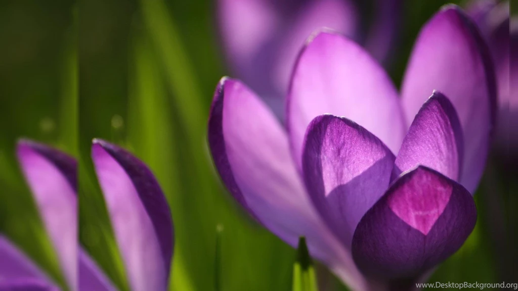 Spring Wallpapers Free 1920 1080 High Definition Wallpapers