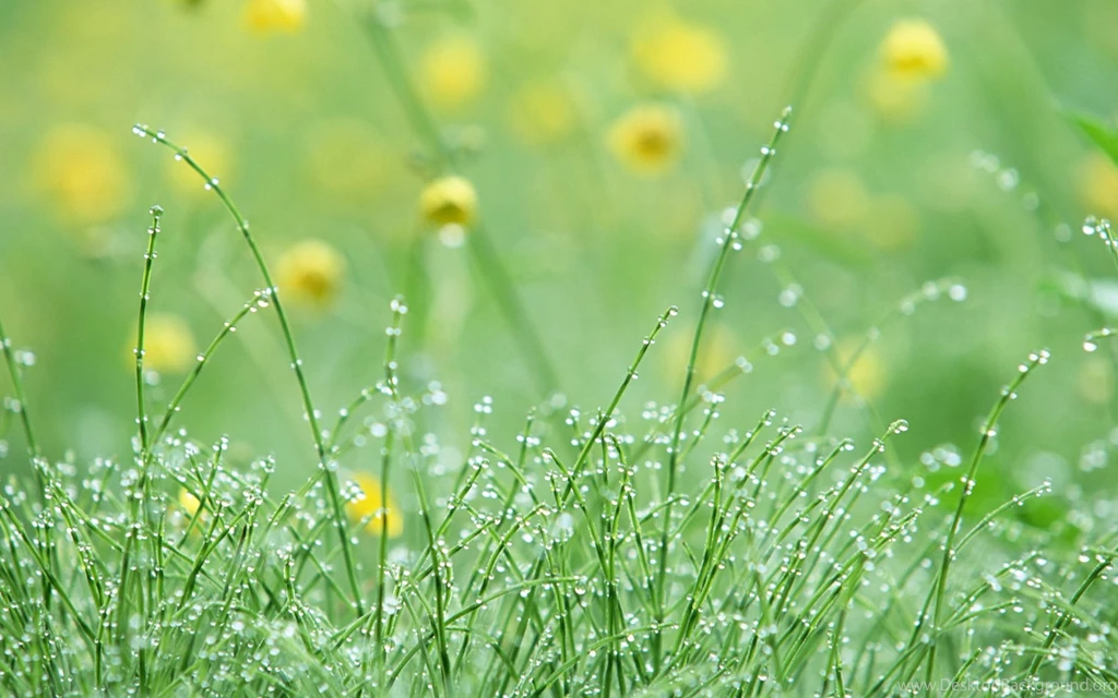 Dew Of Beautiful Wallpapers HD 651