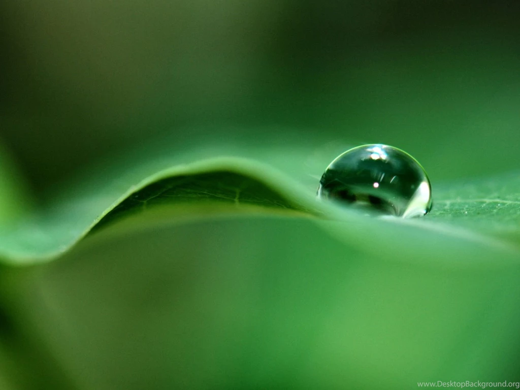 1280x1024 Green Dew Desktop PC And Mac Wallpapers