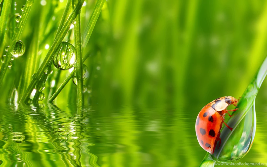 Dew Wallpapers