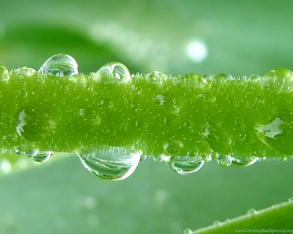 Desktop Wallpapers · Gallery · Nature · Dew