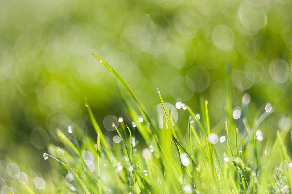 Morning Dew With Bukeh Nexus Wallpapers