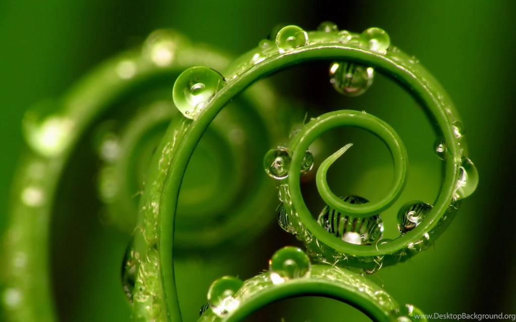 Wallpapers Dew, Green, Morning Dew.