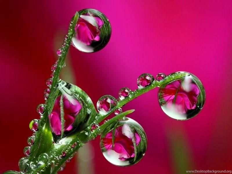 Dew Flowers (
