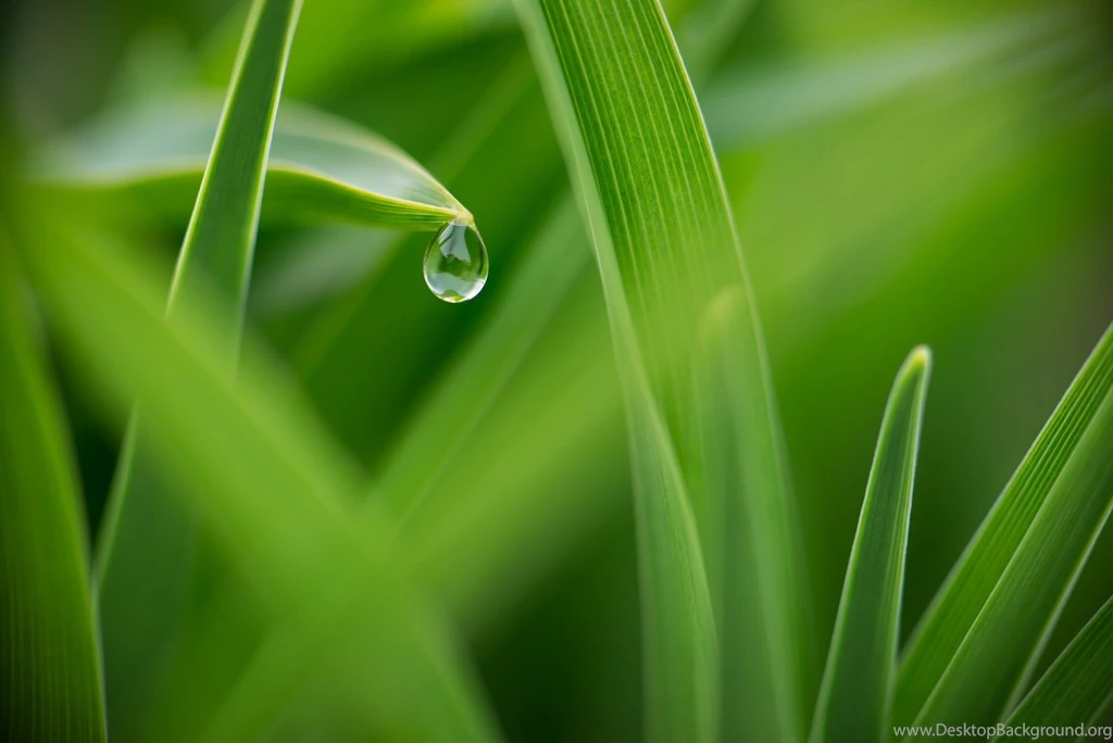 Dew Wallpapers