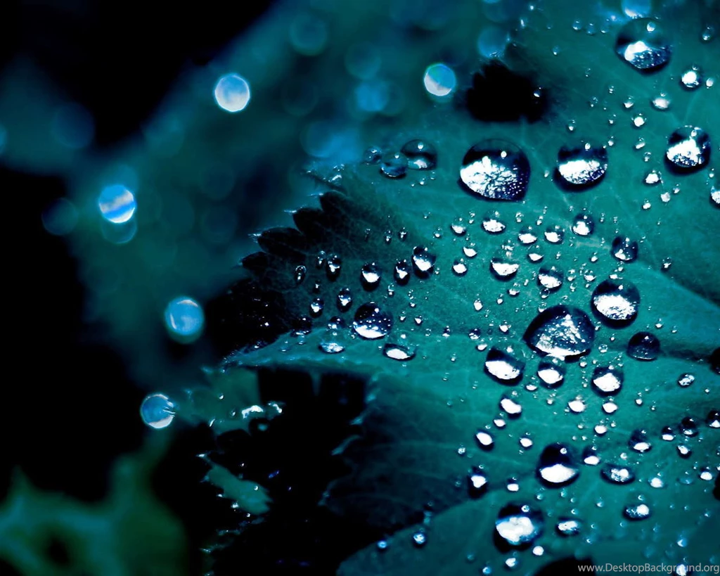 Morning Dew HD Wallpapers