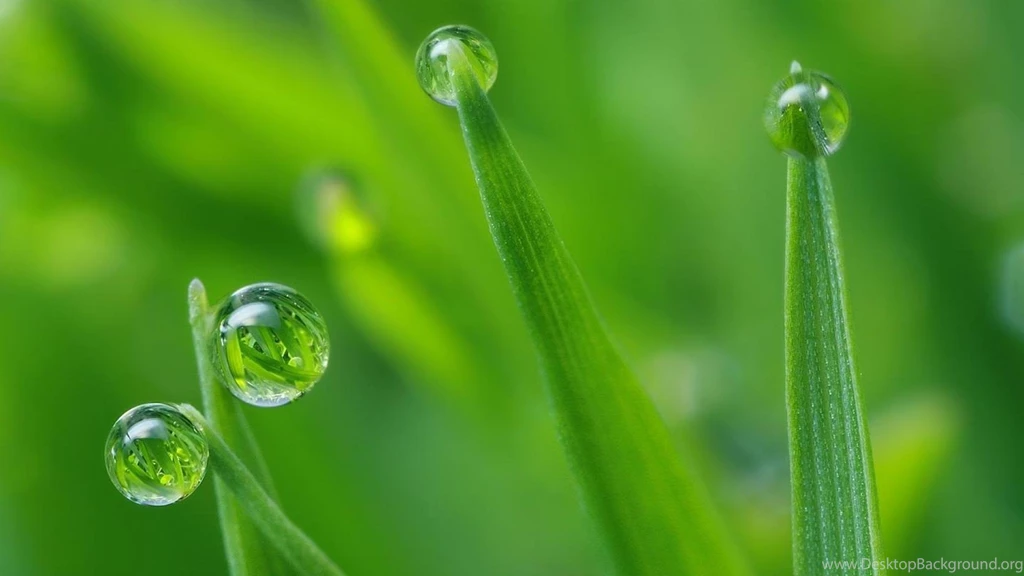 Dew And Nature Wallpapers – Good Wallpapers