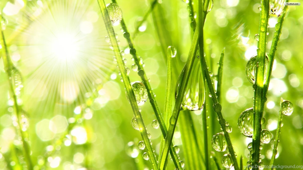 YouWall Morning Dew On The Grass Wallpapers Wallpapers ...
