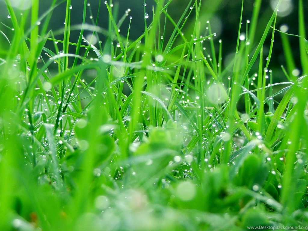 Wallpapers: Raindrops And Dew Wallpapers