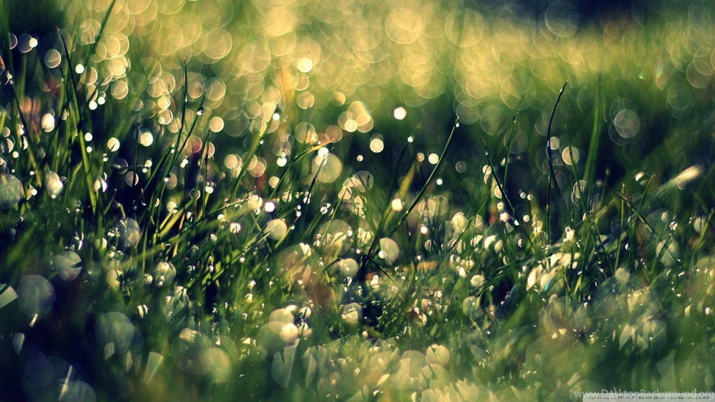 Download Grass Dew Close Up Wallpapers 1920x1080