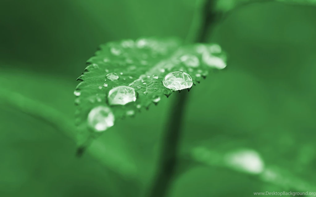Dew Wallpapers