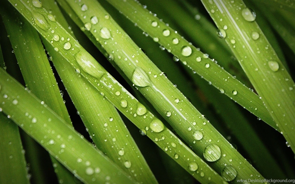 Green Nature Grass Water Droplets Dew Wallpapers