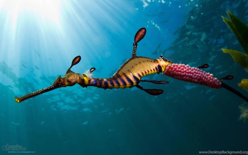 Wallpapers Sea Horse 1920 X 1200 Animals Pets Puppies Awesome ...