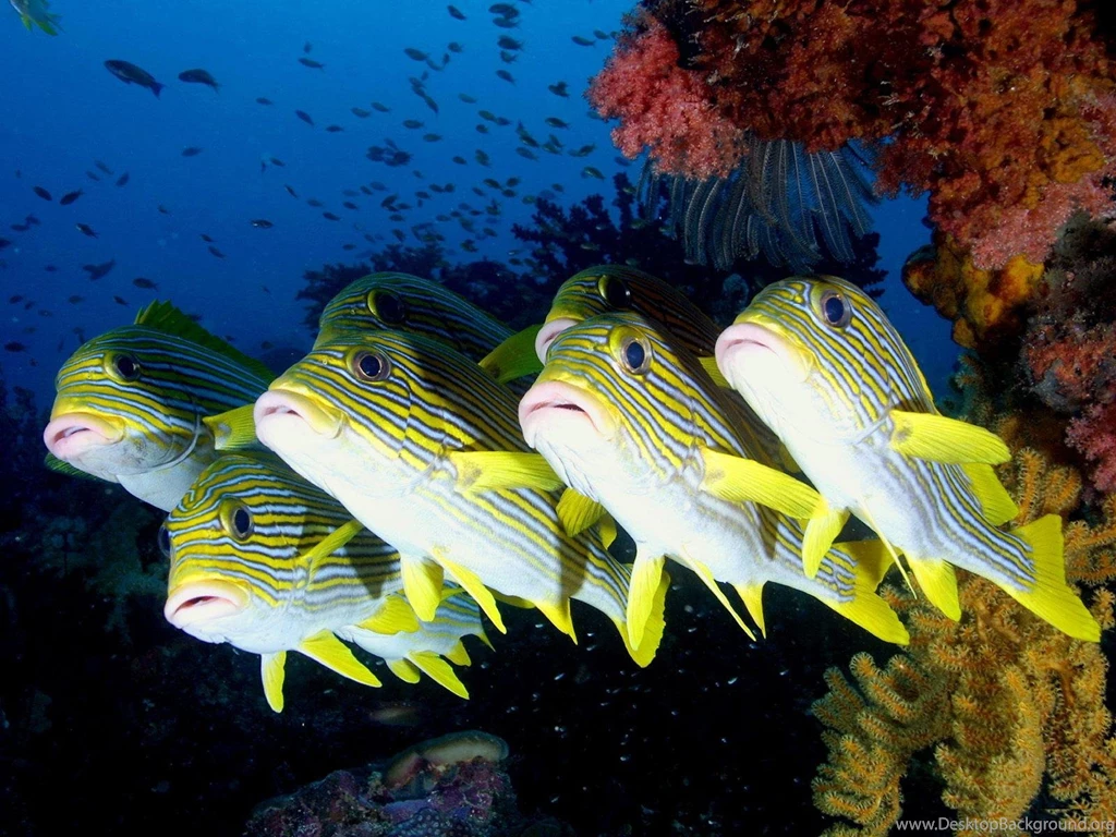 Sea Creatures Wallpapers