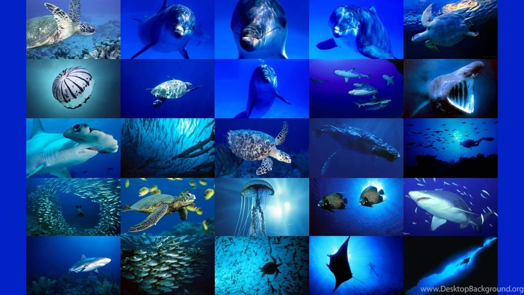 Sea Animals Wallpapers