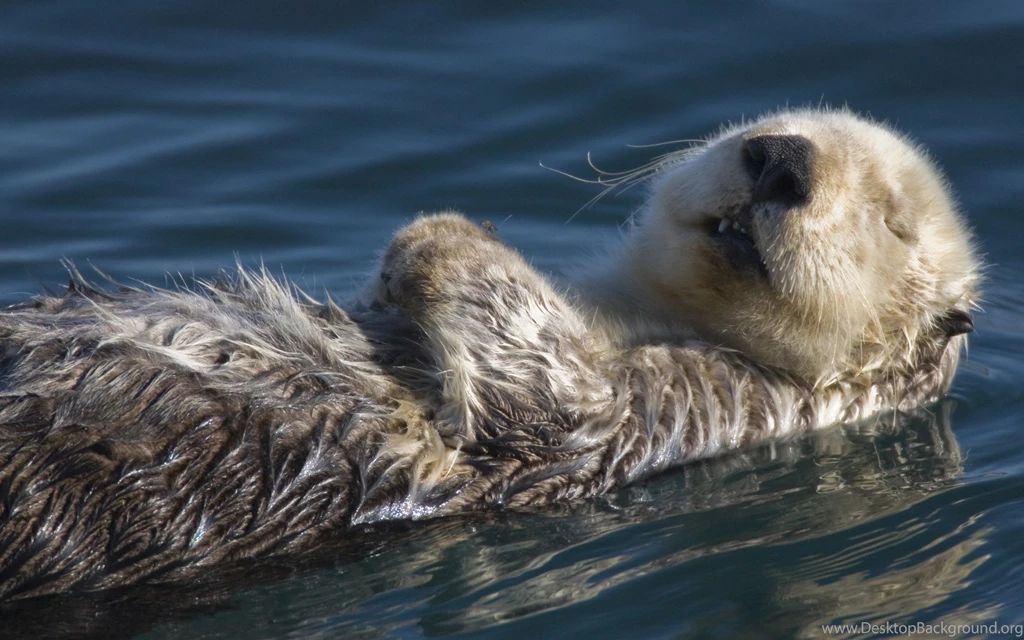 Otter Sea Animal Wallpapers DreamLoveWallpapers