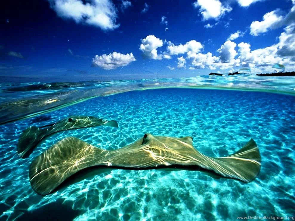 Sea Animal Photograph 11 Photos Of Sea Animals For Children's ...