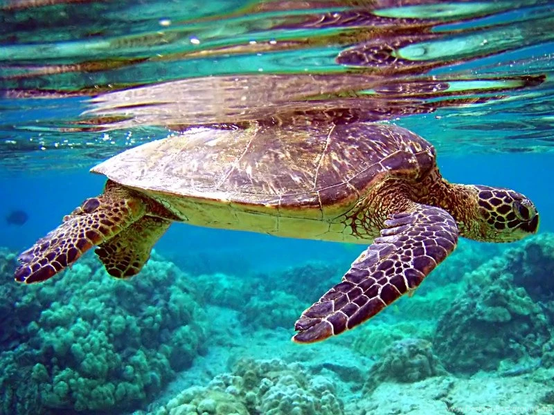 Beautiful Picture Sea Turtle – Animals Other HD Desktop Wallpapers