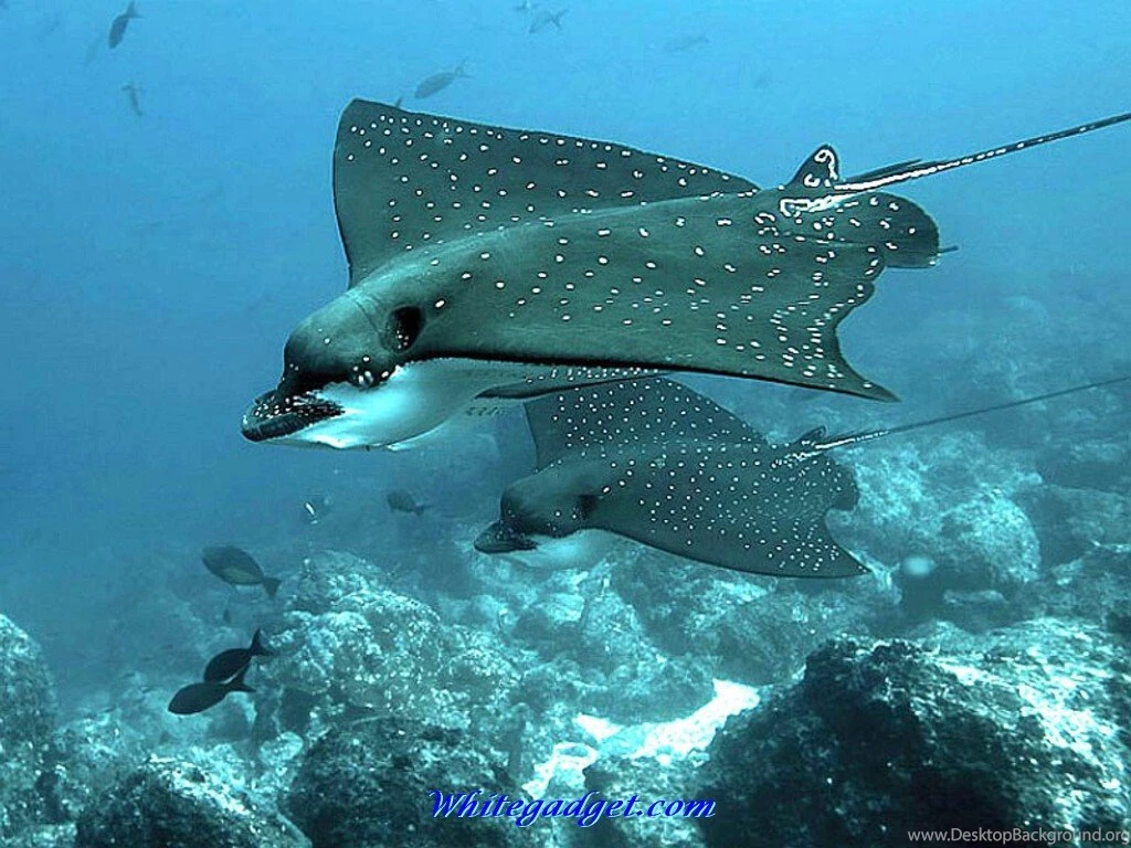 Quotes About Sea Creatures. QuotesGram