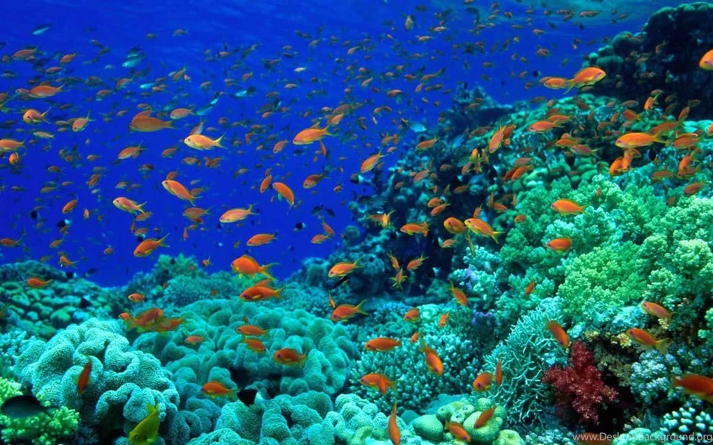 Sea Creature And Animal Wallpapers In HD For Desktop