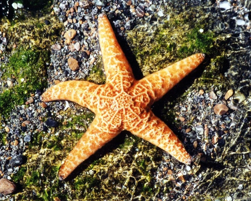 Starfish Sea Animals HD Wallpapers Wallpapers (