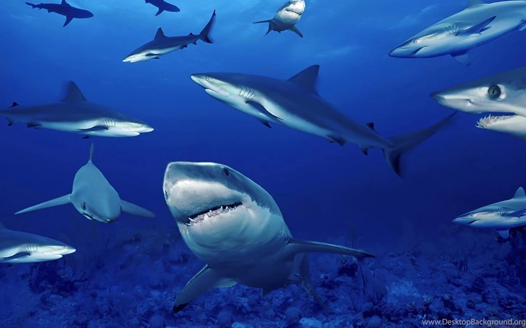 Wallpapers Sea Animals 863 HD Wallpapers