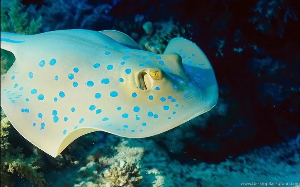 Ocean Animals Animals Wallpapers (27960386) Fanpop