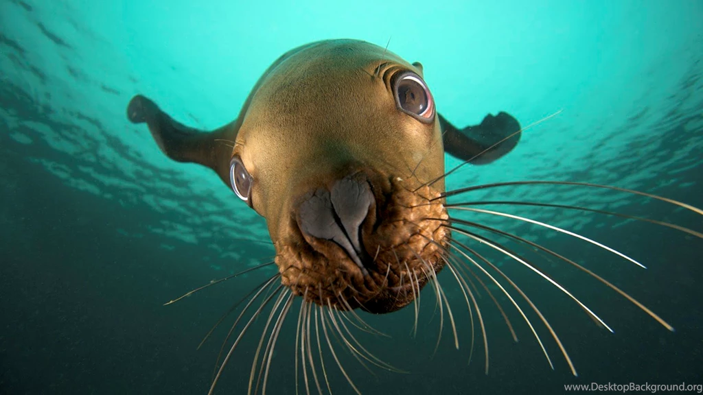 Amazing Sea Animals Wallpapers