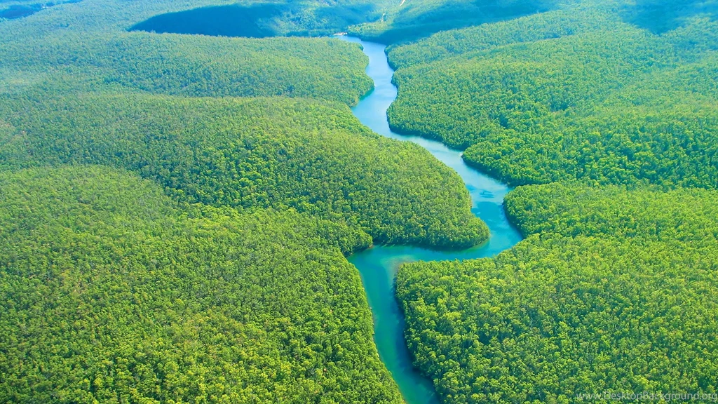 Useful Information About: Amazon Rainforest