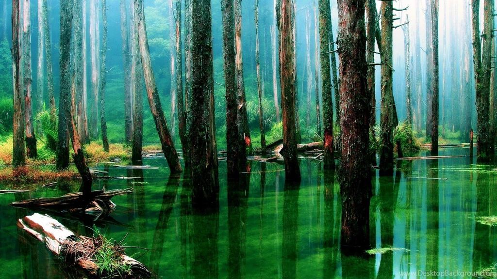 Amazon Rainforest