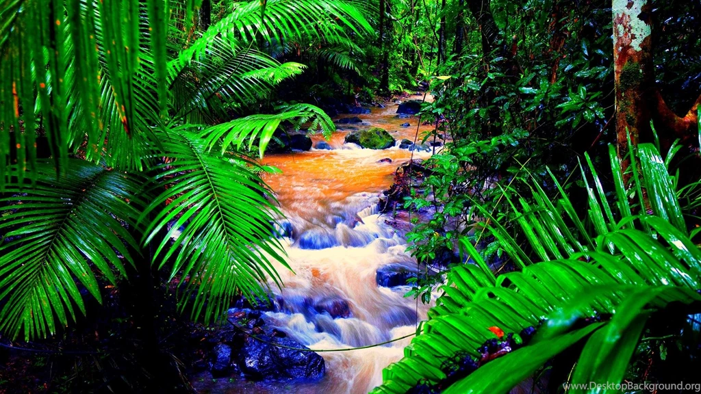 Amazon Rainforest Deforestation Wallpaper.