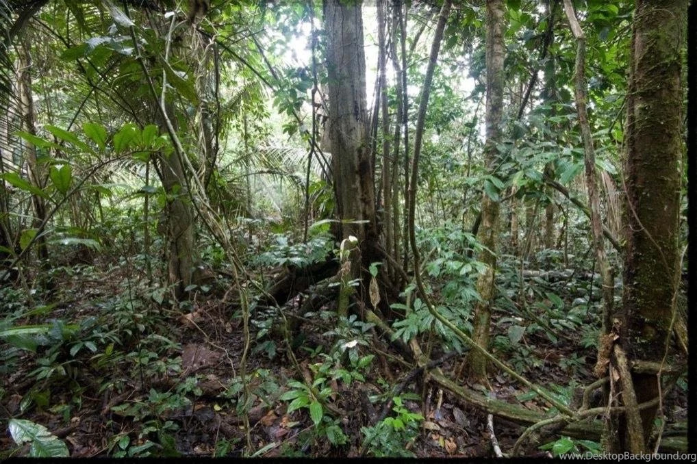 Amazon Rainforest Wallpapers   Android Apps On Google Play