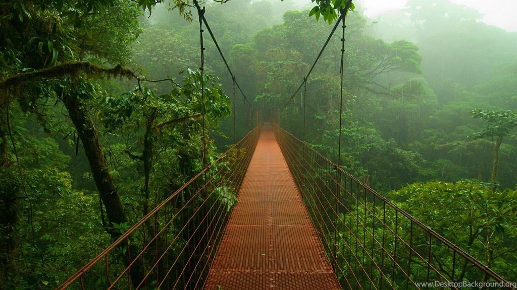 The Bridge In The Amazon Rainforest