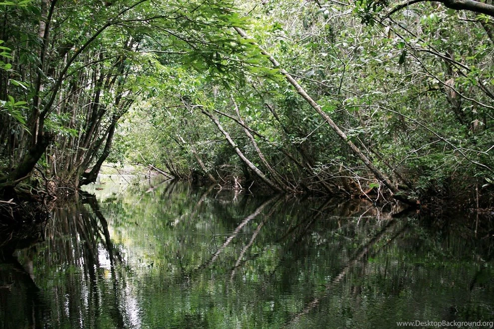 Download Amazon Rainforest Wallpapers 990x660