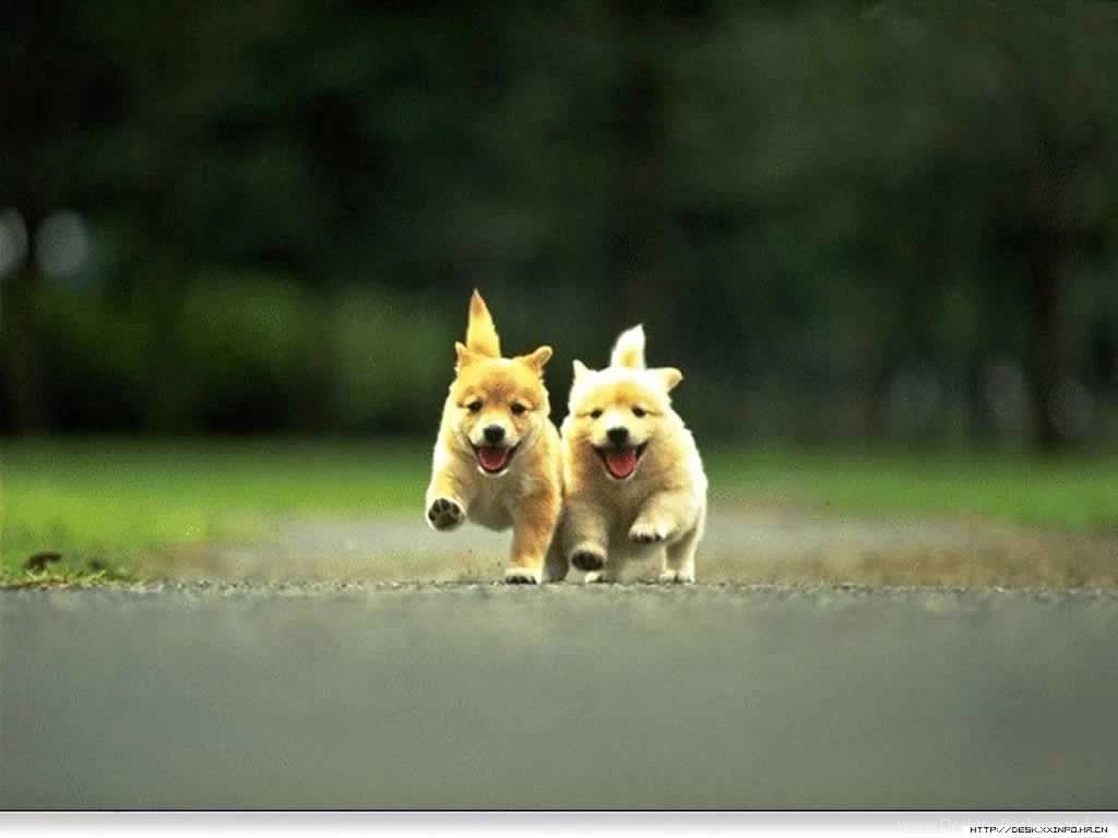 Cute Puppies HD Wallpapers