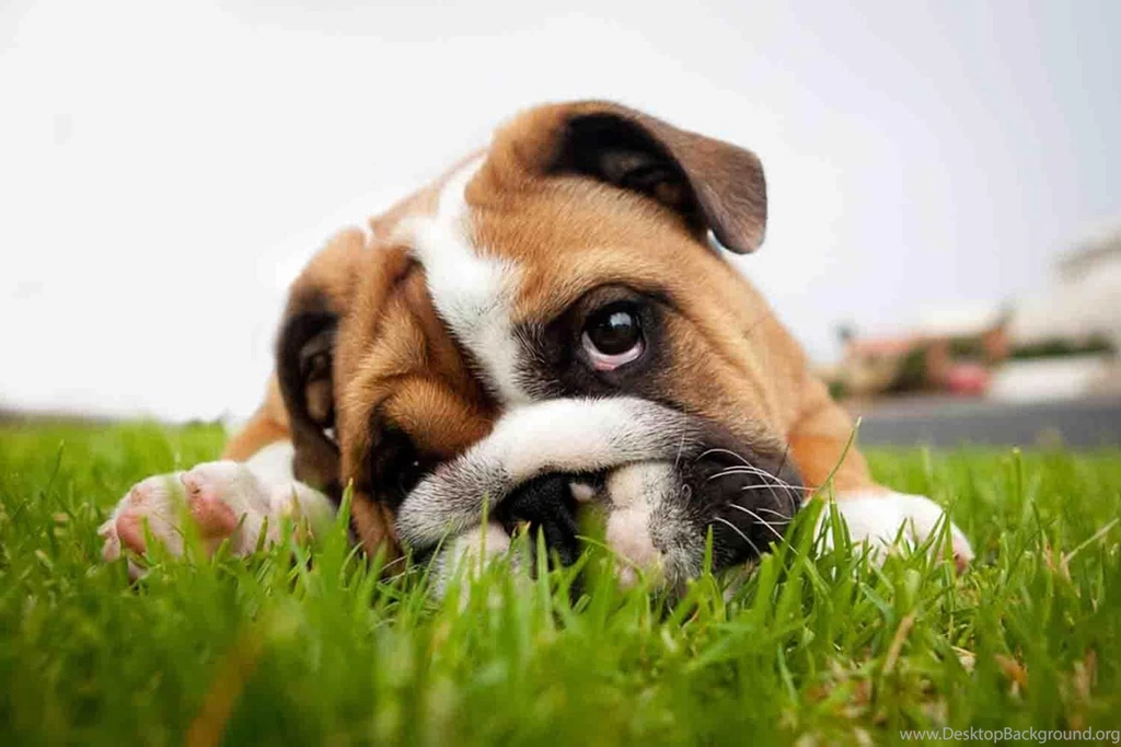 Cute Puppy Backgrounds Android Apps On Google Play