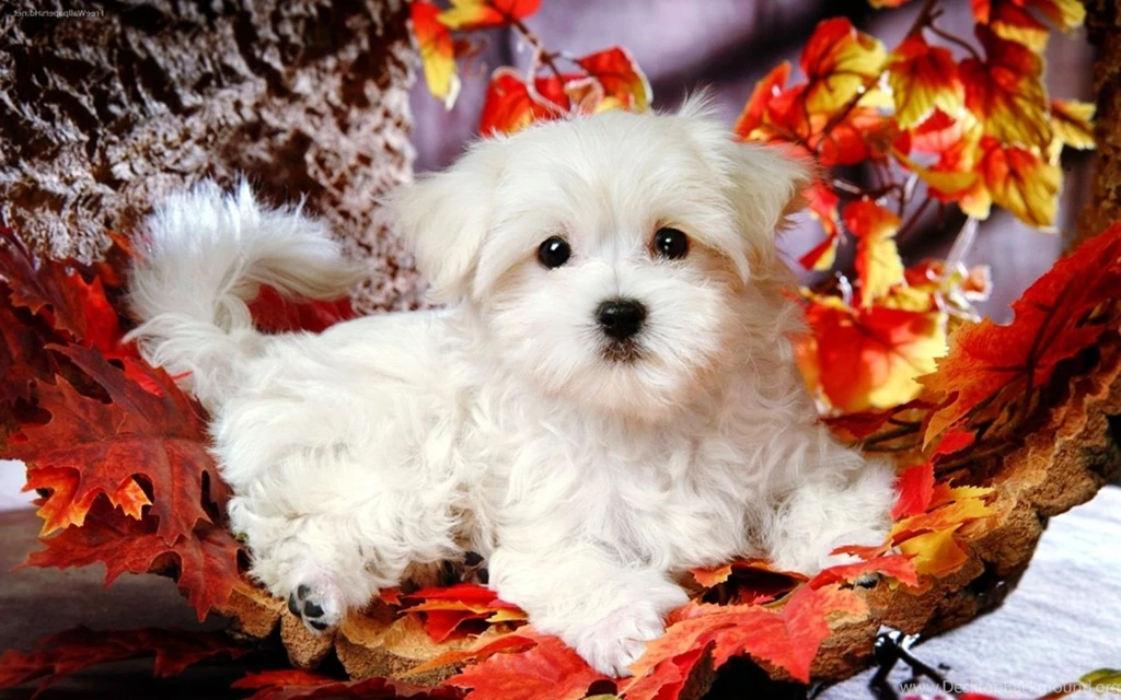 Hd Cute Puppies Backgrounds