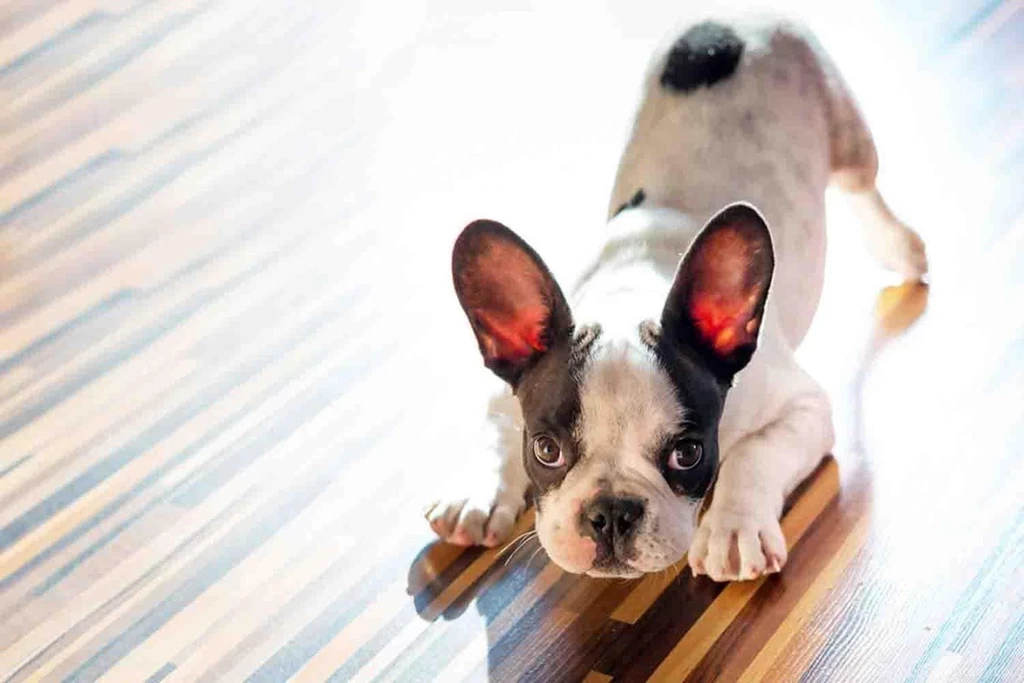 Cute Puppy Backgrounds Android Apps On Google Play