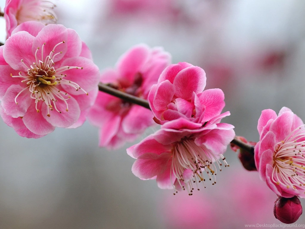Girly Backgrounds