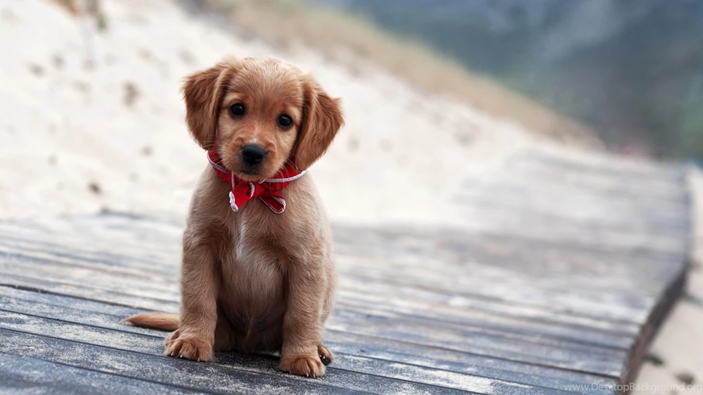 Puppy Wallpapers