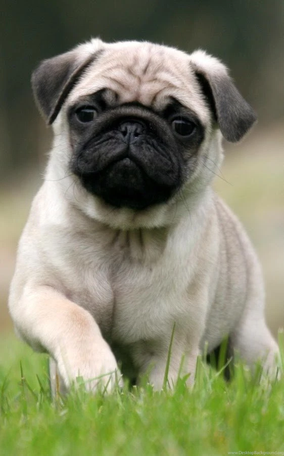 Puppies Live Wallpapers   Android Apps On Google Play