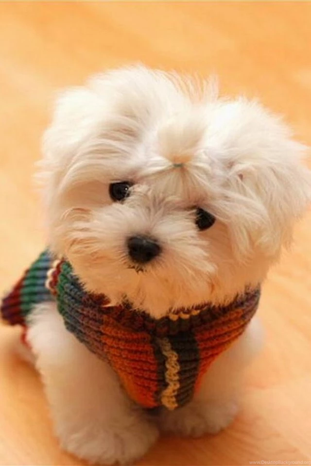 Cute Puppy HD Wallpapers