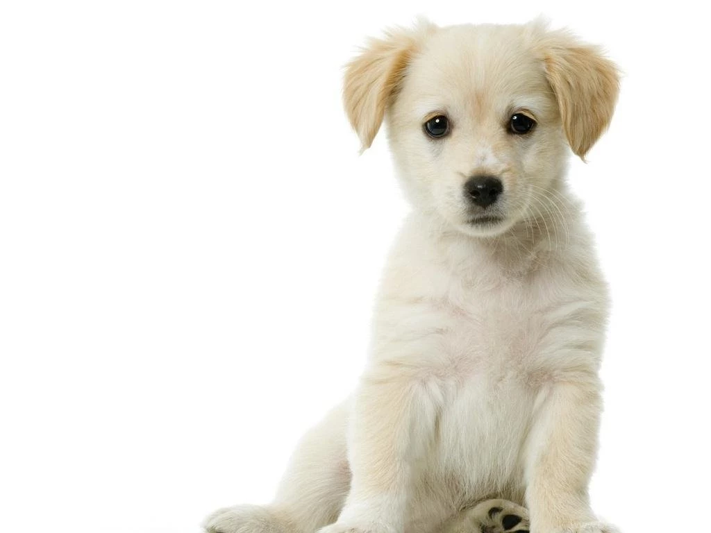 CUTE PUPPY WALLPAPER   (