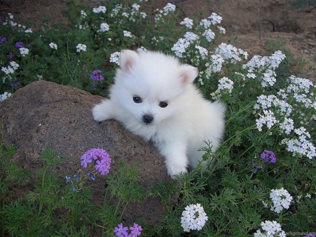 Cute White Puppies Wallpapers Hd Cute White Puppy Id 68353 Wallpho ...