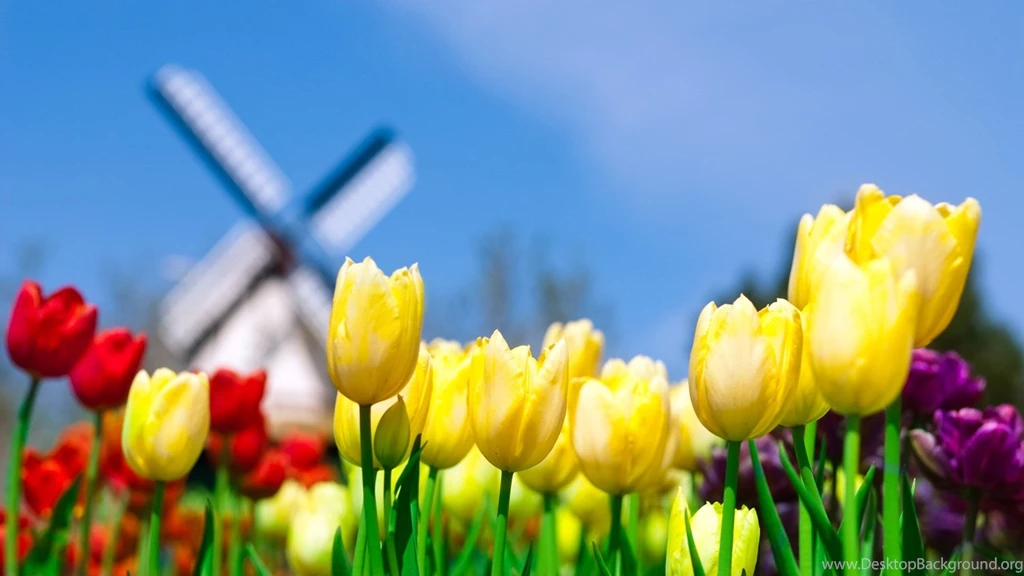 Flower Desktop Backgrounds Wallpapers Cave