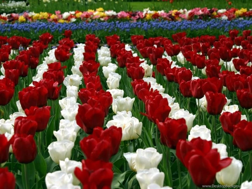 New Year Wallpapers Wallpapers Desktop Widescreen Flowers