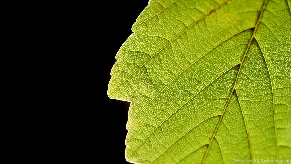 Green Nature Leaves Macro Simple Black Backgrounds Wallpapers