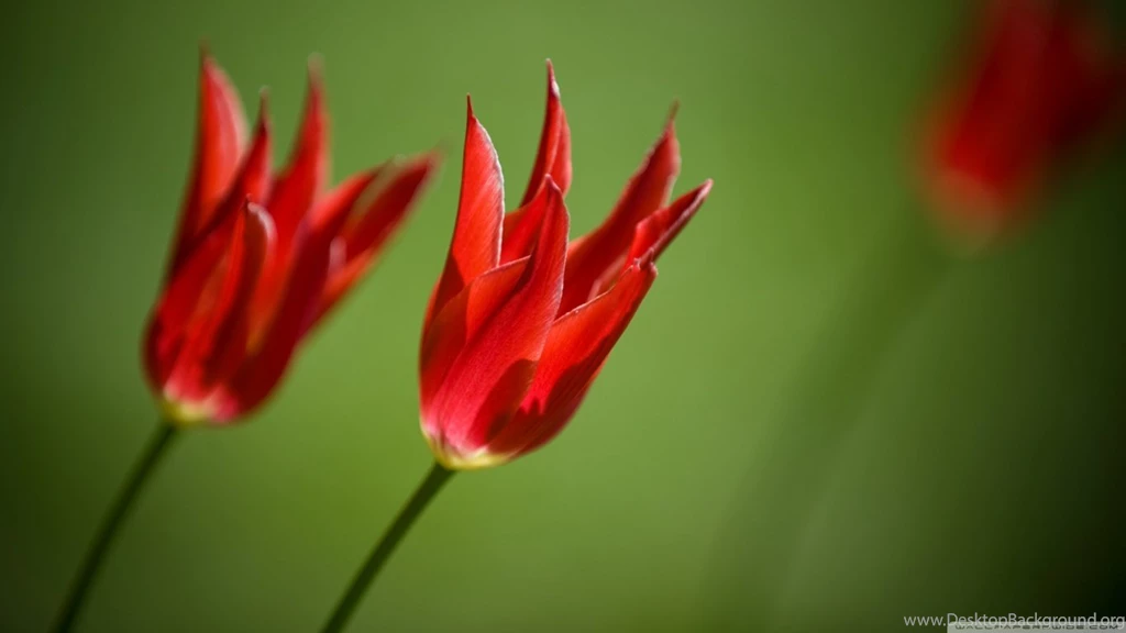Red Tulips Against A Green Backgrounds HD Desktop Wallpapers : High ...