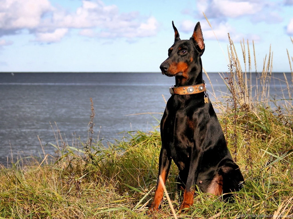 Doberman Wallpapers Wallpapers Cave